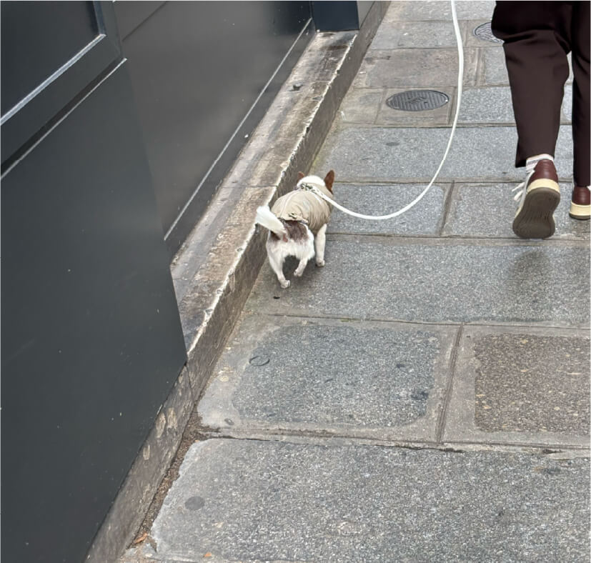 Passing dogs along the way